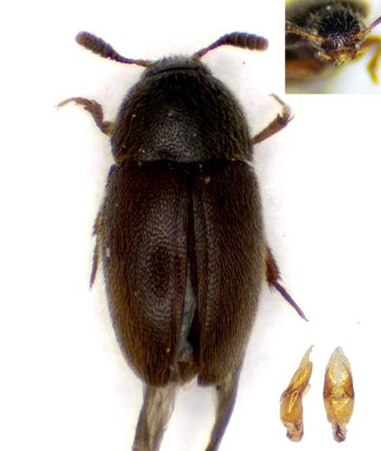 Réf. 332 057 : Colon sp.